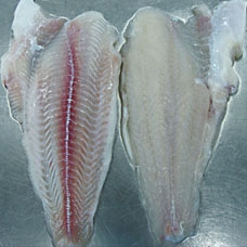 Panga Fillet Untrimmed